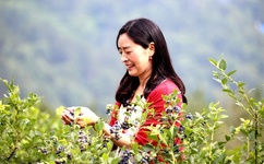 丝瓜草莓秋葵污下载旧APP大全